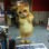 Furry Cat Mascot Costume