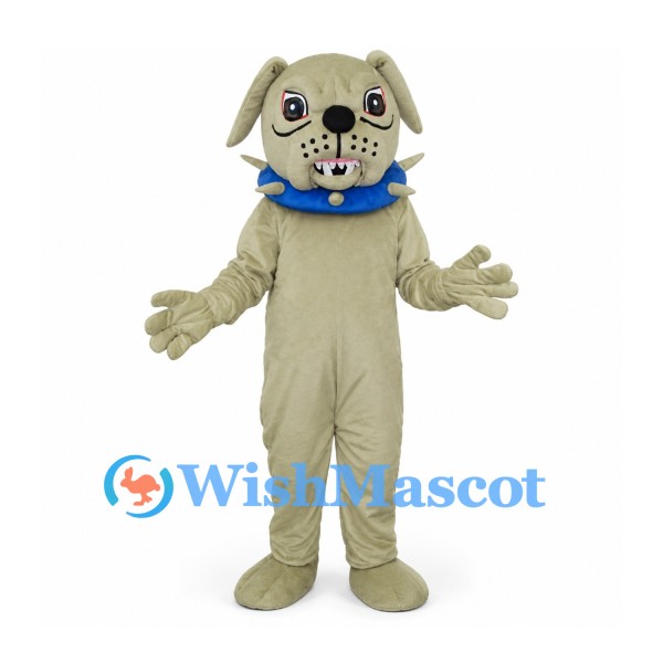 Bulldog Mascot Costume in Cream with Blue Studded Collar