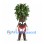 Tree Mascot Costume with Brown Trunk and Full Green Leaf Canopy